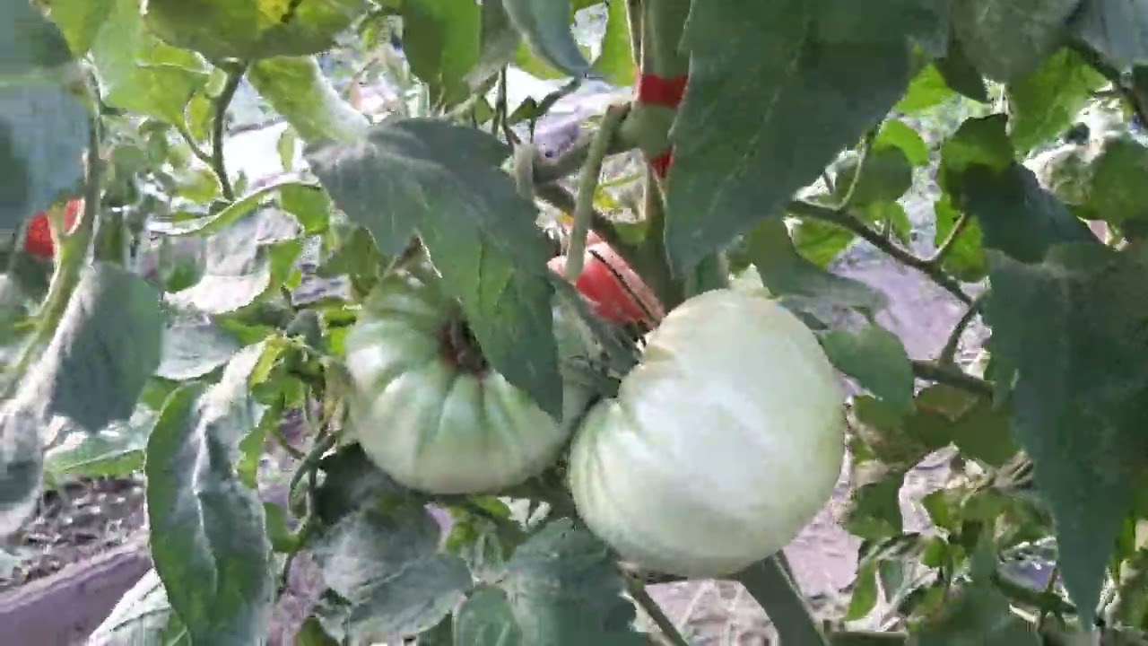 Грижи за доматите в средата на август