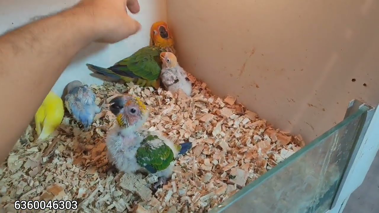 Hand Feeding Chicks 
