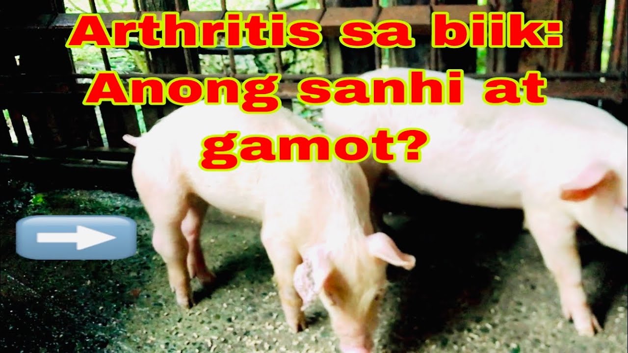 Anong gamot sa arthritis ng mga biik | Ano ang sanhi sa arthritis ng mga biik | Ryan Patenio