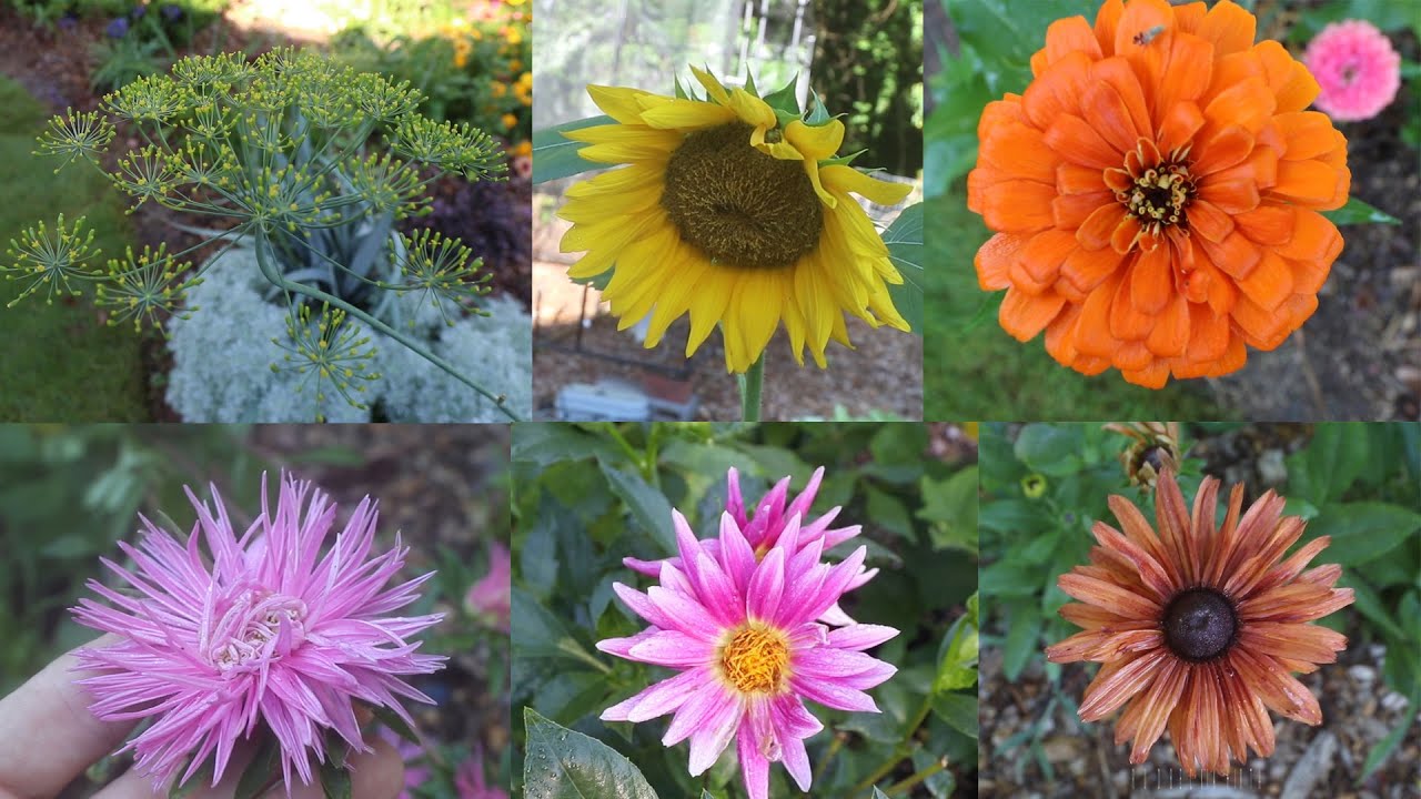 Flowers Seed Results
