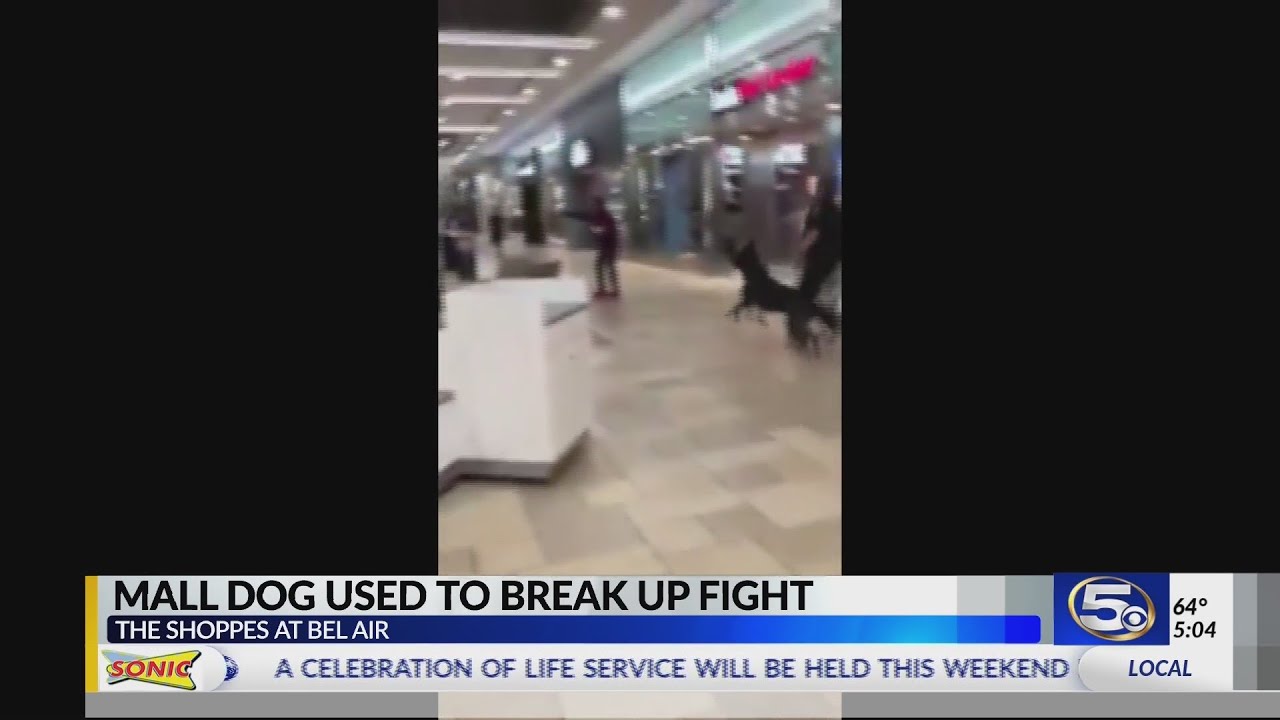VIDEO: Mall security K9 team works together to end altercation