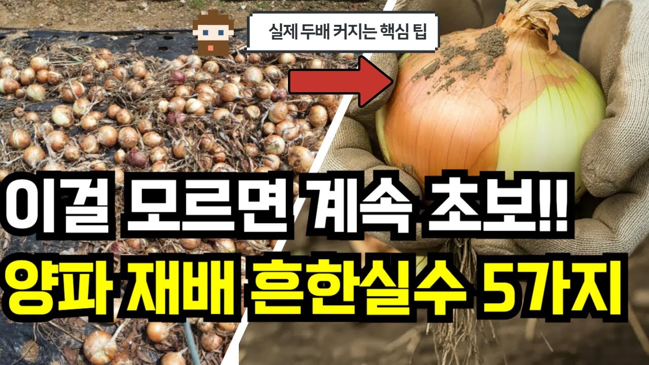 양파 키울때 이렇게 하면 망합니다 흔한실수 5가지 양파 심는 시기 모종 선택 방법