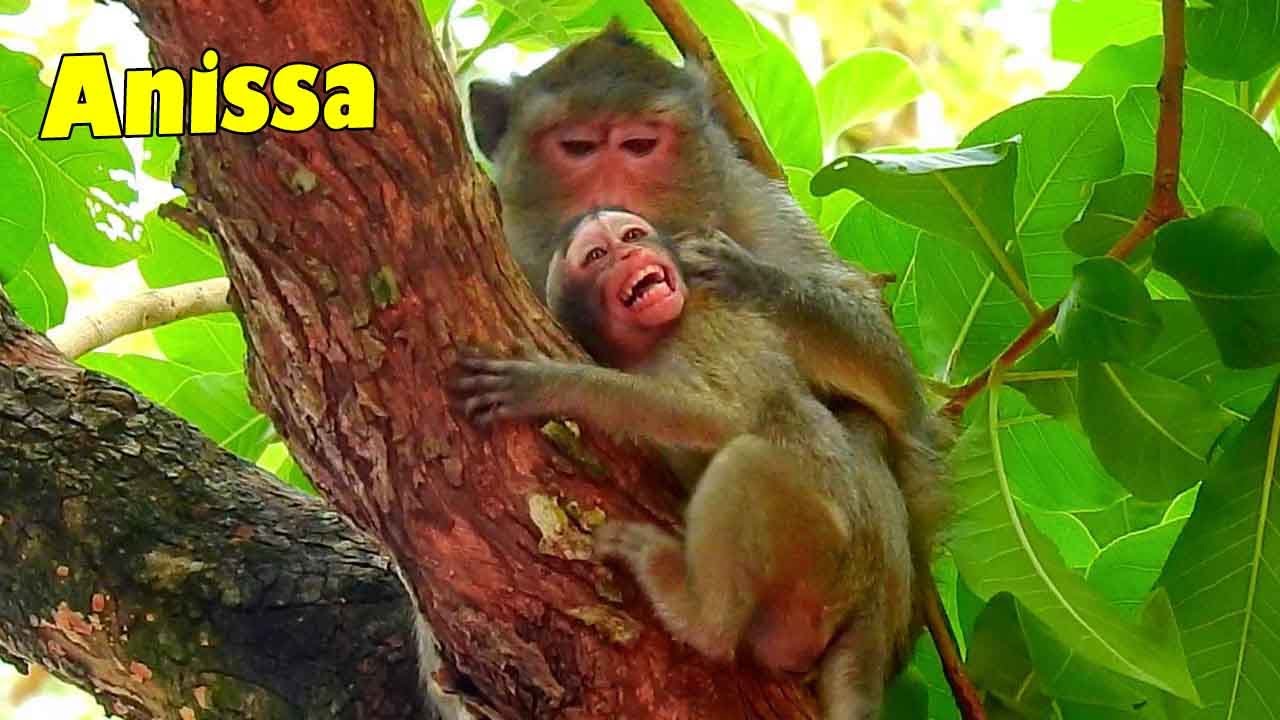 Oh God! Poor ANISSA Monkey Got Biting And Weaning By ANNA But Luckily She Was Protect By Arron.