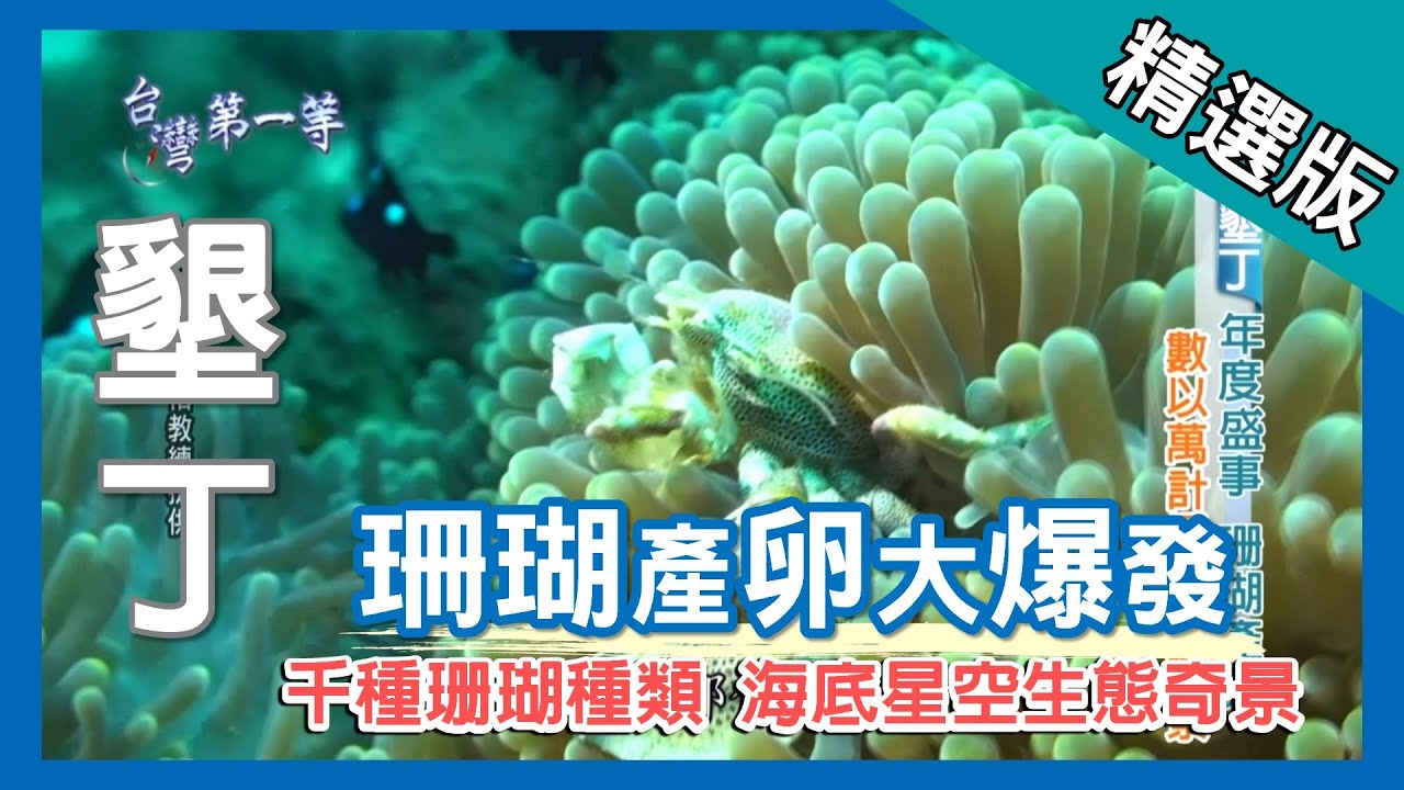 台灣第一等【世界奇觀 珊瑚產卵大爆發】墾丁_精選版
