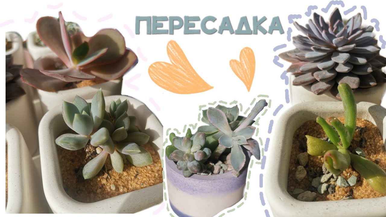 Обзор + Пересадка новых суккулентов 💚😍