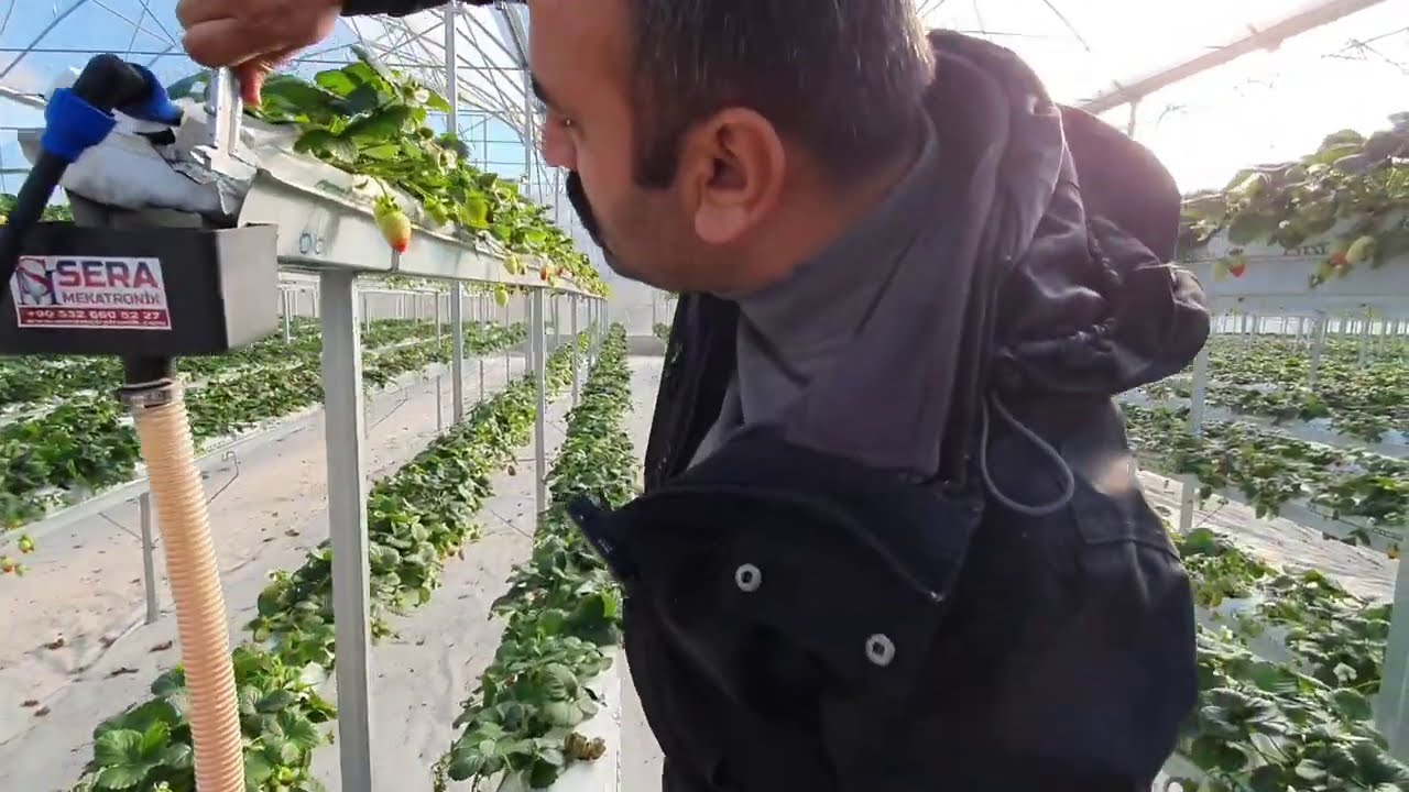 topraksız çilek serası kullanılan malzeme ölçüleri 11000m2 sera 2021 yılı