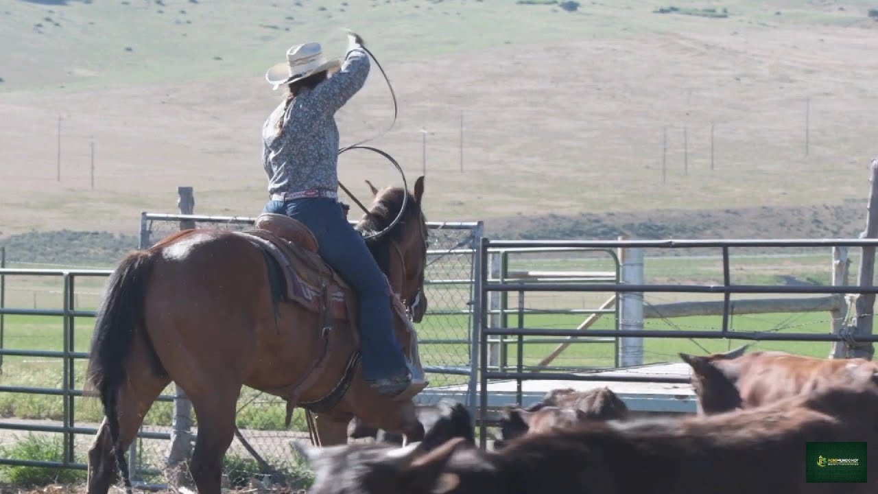Cómo empezar en la GANADERÍA sin dinero (la verdad que nadie te dice) 🐄🔥#viral #ganadera