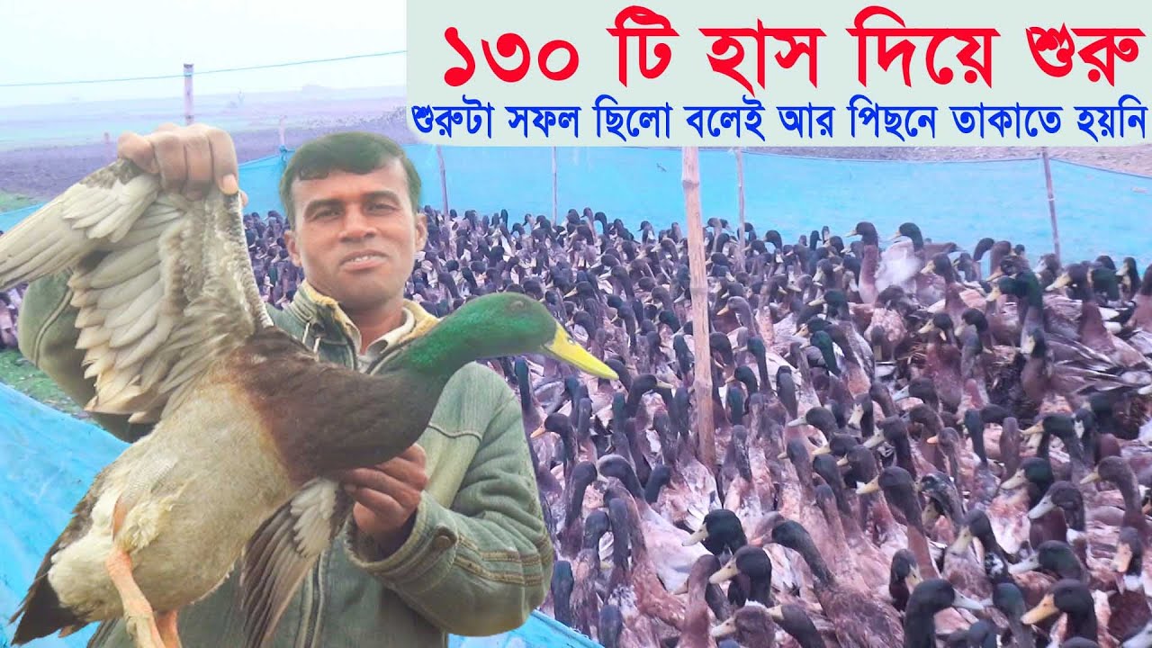 ১৩০ টি হাস দিয়ে শুরু ।। শুরুটা সফল ছিলো বলেই আর পিছন ফিরে তাকাতে হয়নি ।। খামার বাংলা ।।