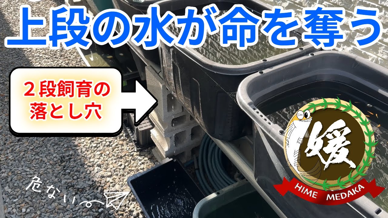 【知らないと危険】メダカ2段飼育の落とし穴！上段の水汚れ対策【媛めだか/プラジョイント応用篇】