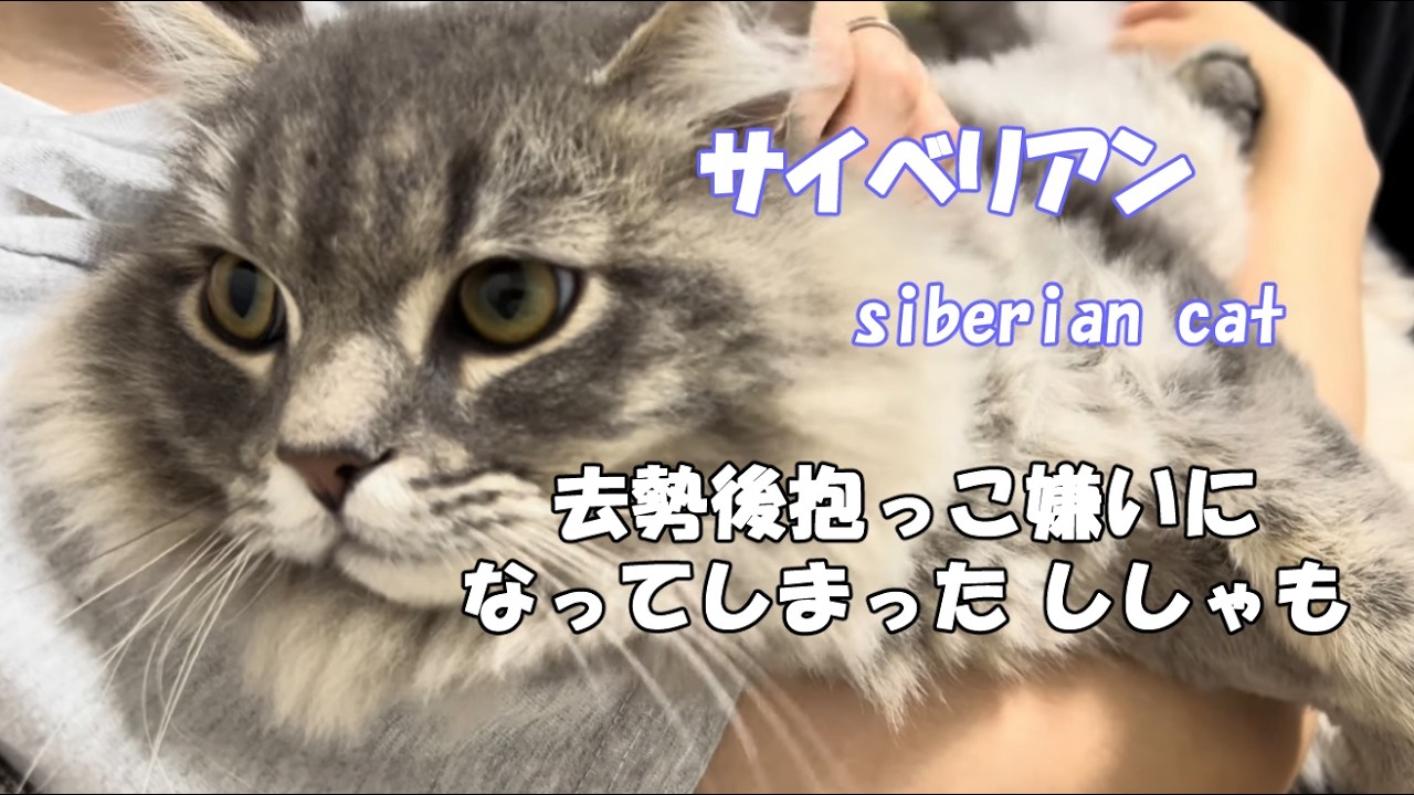 サイベリアン。去勢後抱っこ嫌い猫になってしまった、ししゃも。