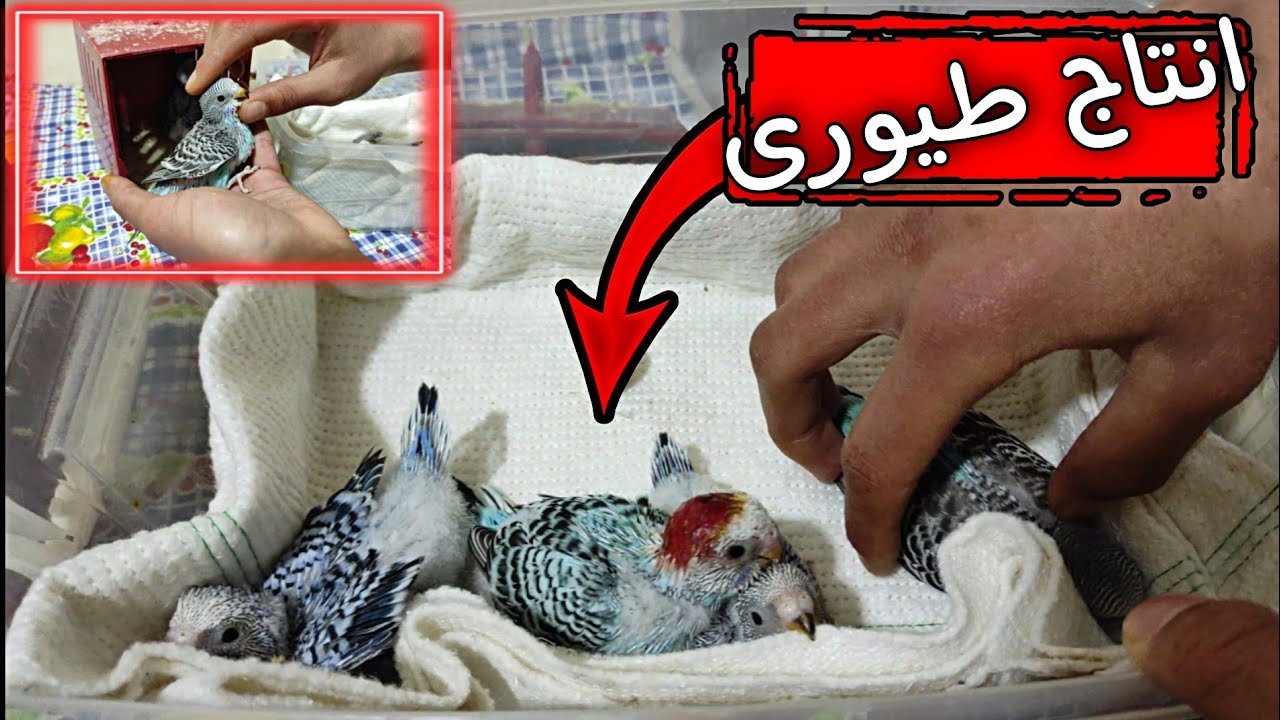 فتح عش طيور البادجي | اللهم بارك فقص كل البيض