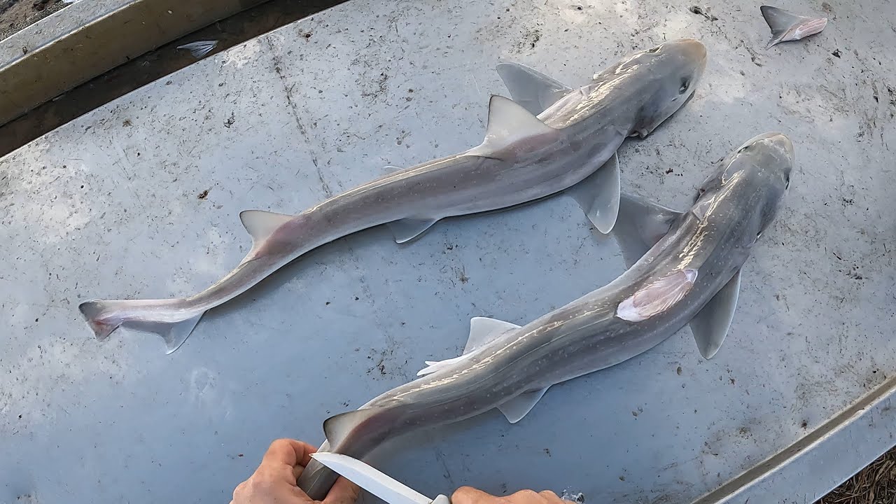 BEST WAY TO FILLET A GUMMY SHARK!?