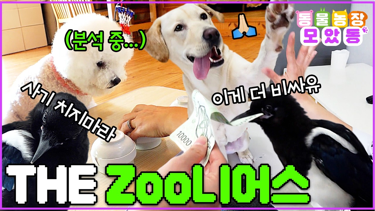 [#모았동물농장] 이들은 다르다! 비범한 능력들을 선보이는 영재 녀석들💫 #TV동물농장 #AnimalFarm #SBSstory