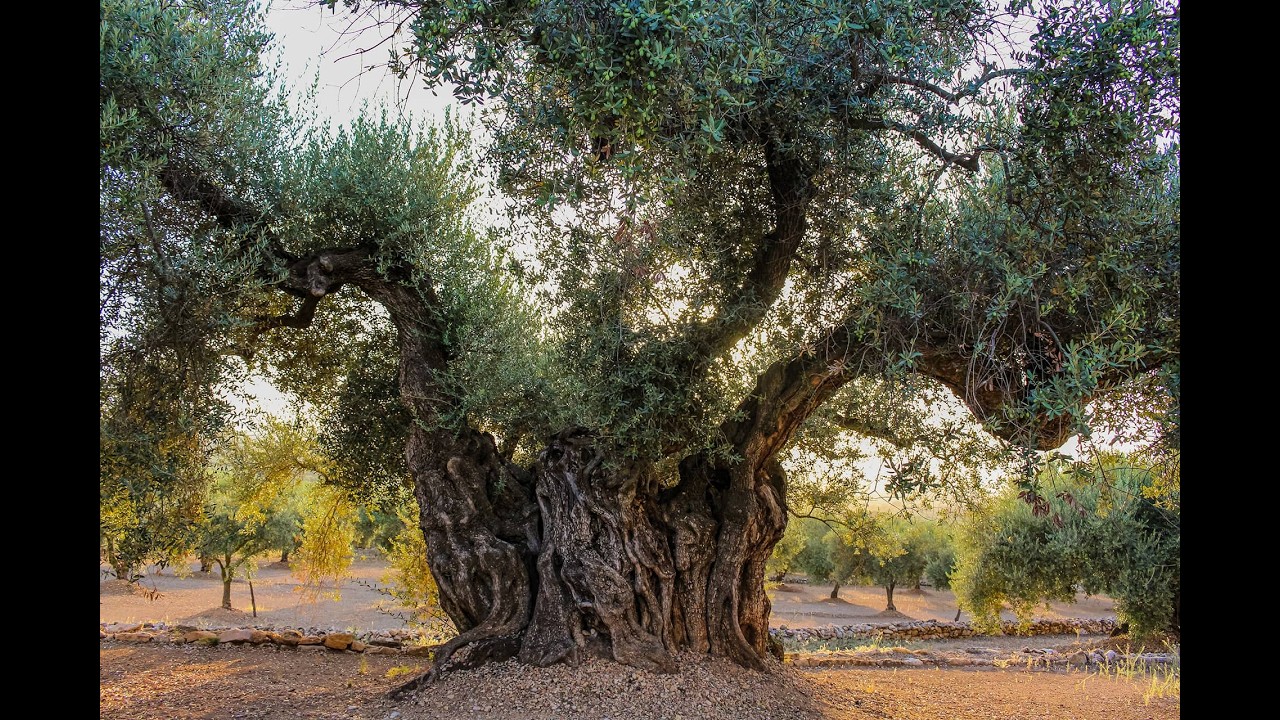 The Olive Tree: Ancient Roots, Modern Marvels