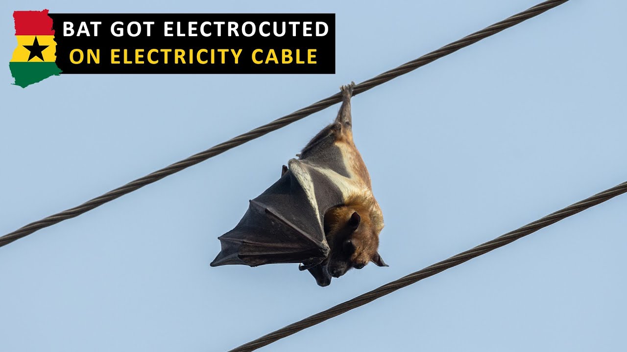 Bat Got Electrocuted On Electricity Cable. #Bat