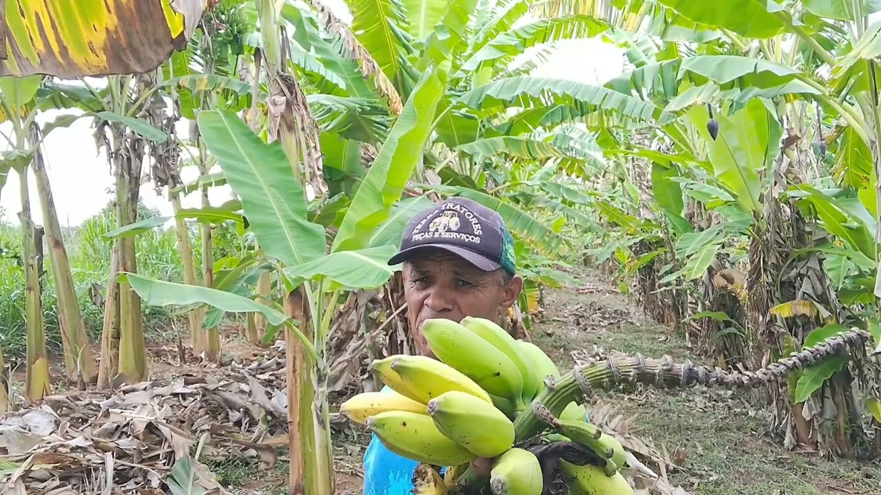 O TRABALHO HOJE FOI A SEU MARCELINO COLATINO 