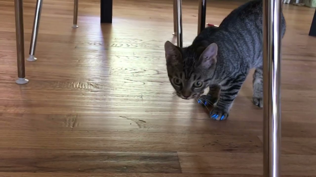 Soft Claws Cat Nail Caps Review | Easy, Humane Scratch Protection for Cats