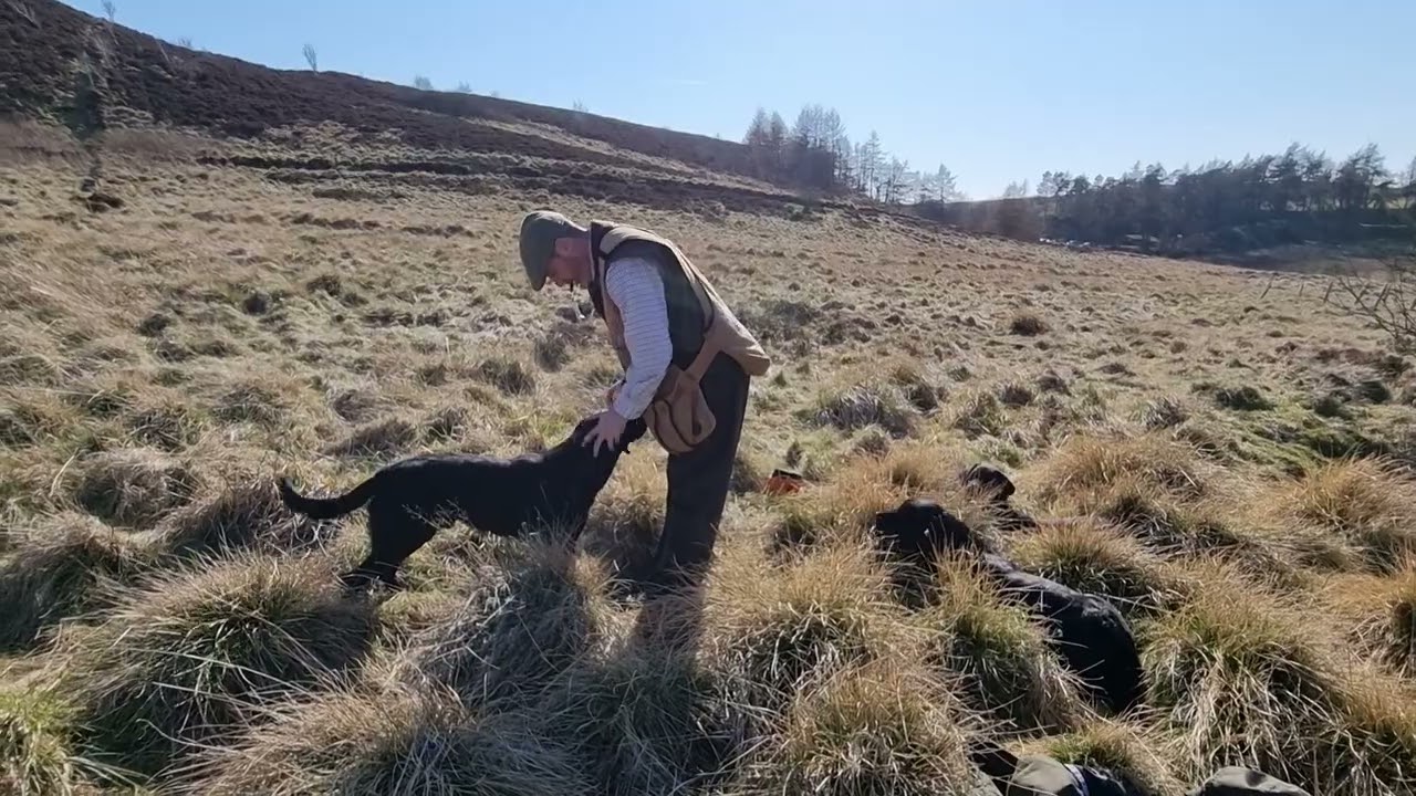 Jinx & Wilson on blind Retrieves