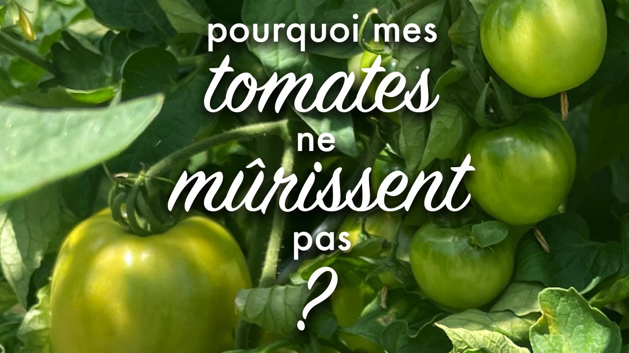 Pourquoi mes tomates ne mûrissent pas ?