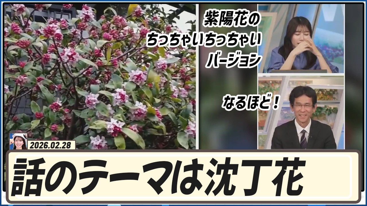 【魚住茉由】 沈丁花は紫陽花のちっちゃいちっちゃいバージョン！？