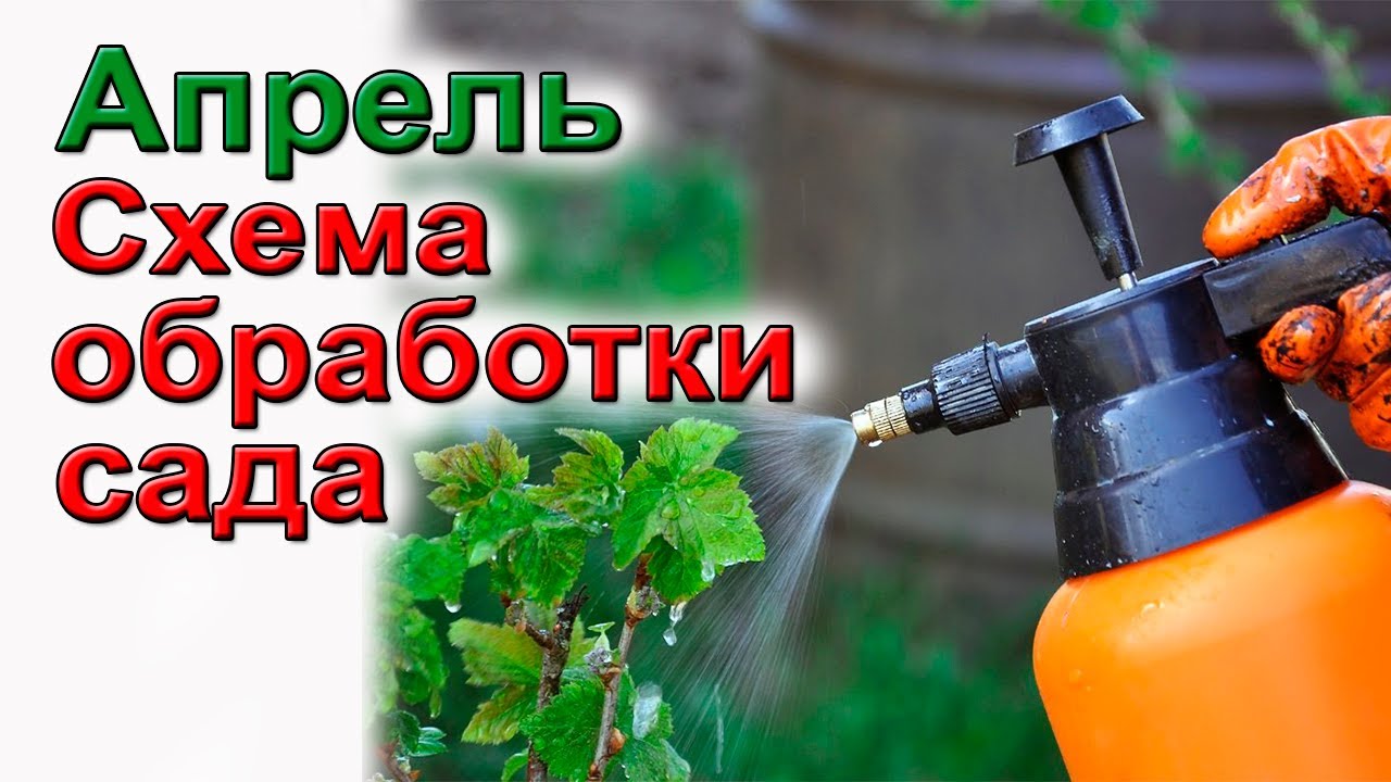 Чем опрыскать сад весной? Спасаем сад от болезней и вредителей.