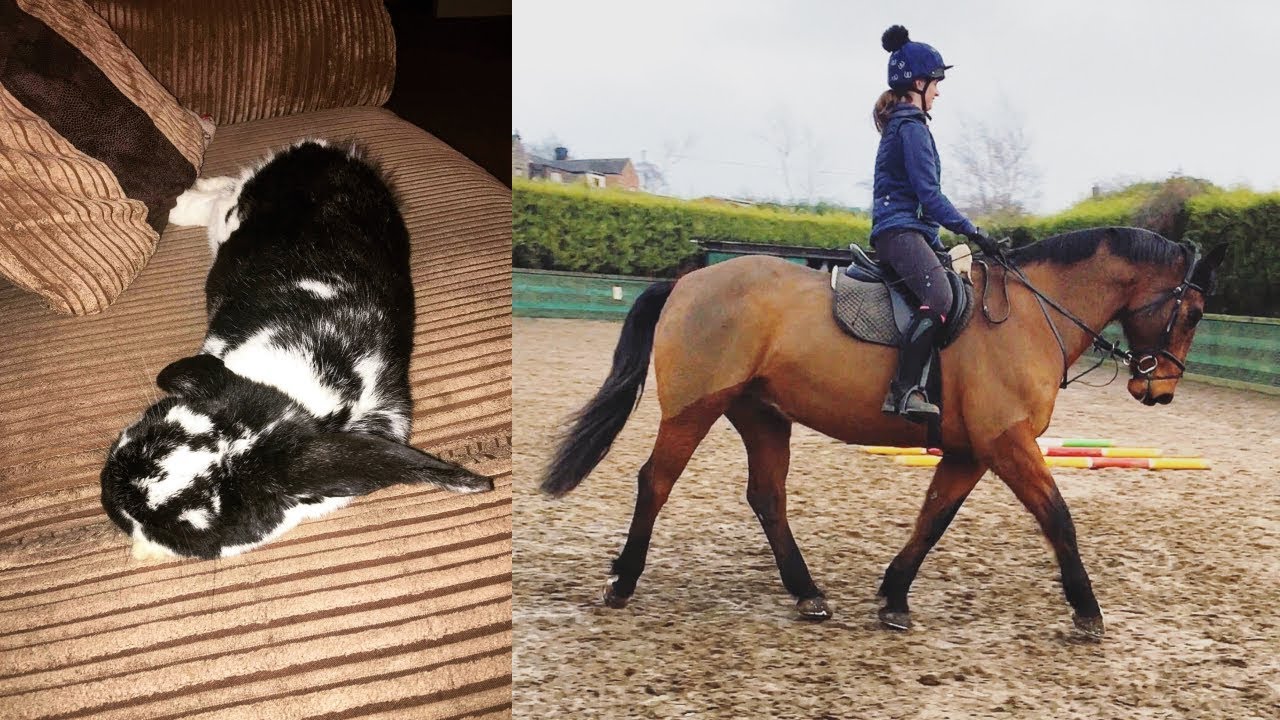 Spend The Weekend with Me and Rosie & Meet My NEW LOAN HORSE