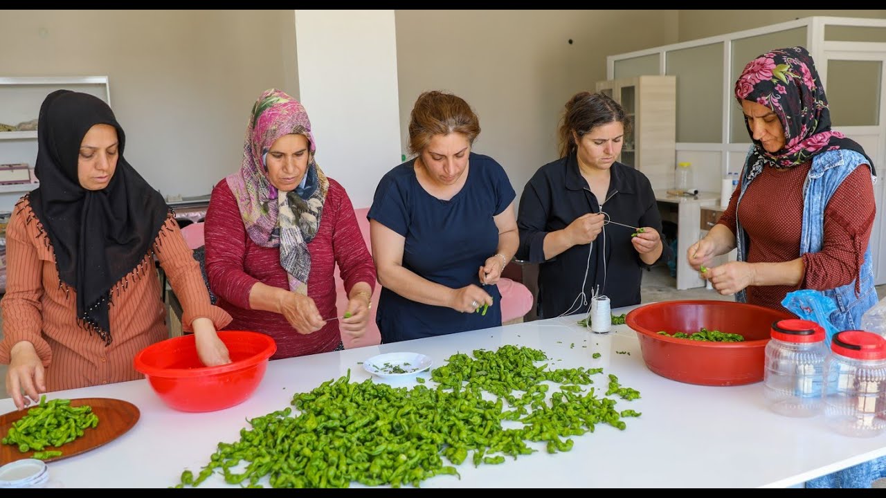 Çermik biberinde hasat başladı