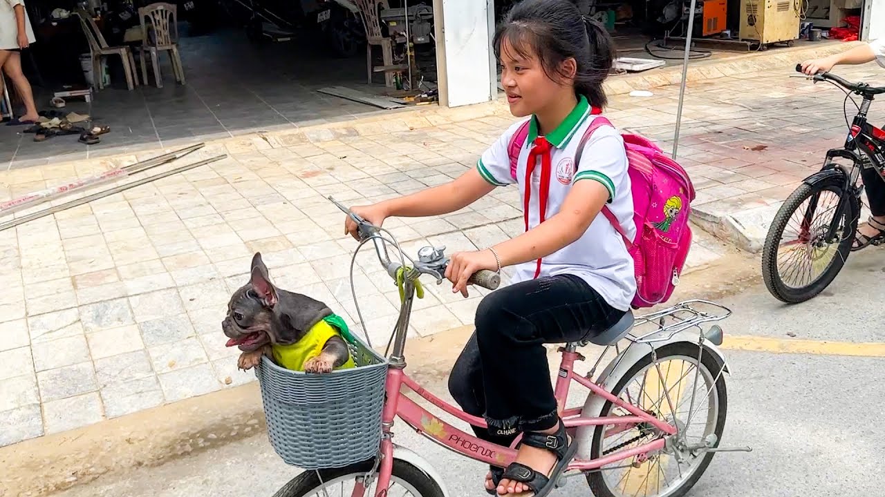 Mun Dog went to school by himself to pick Quynh up from school