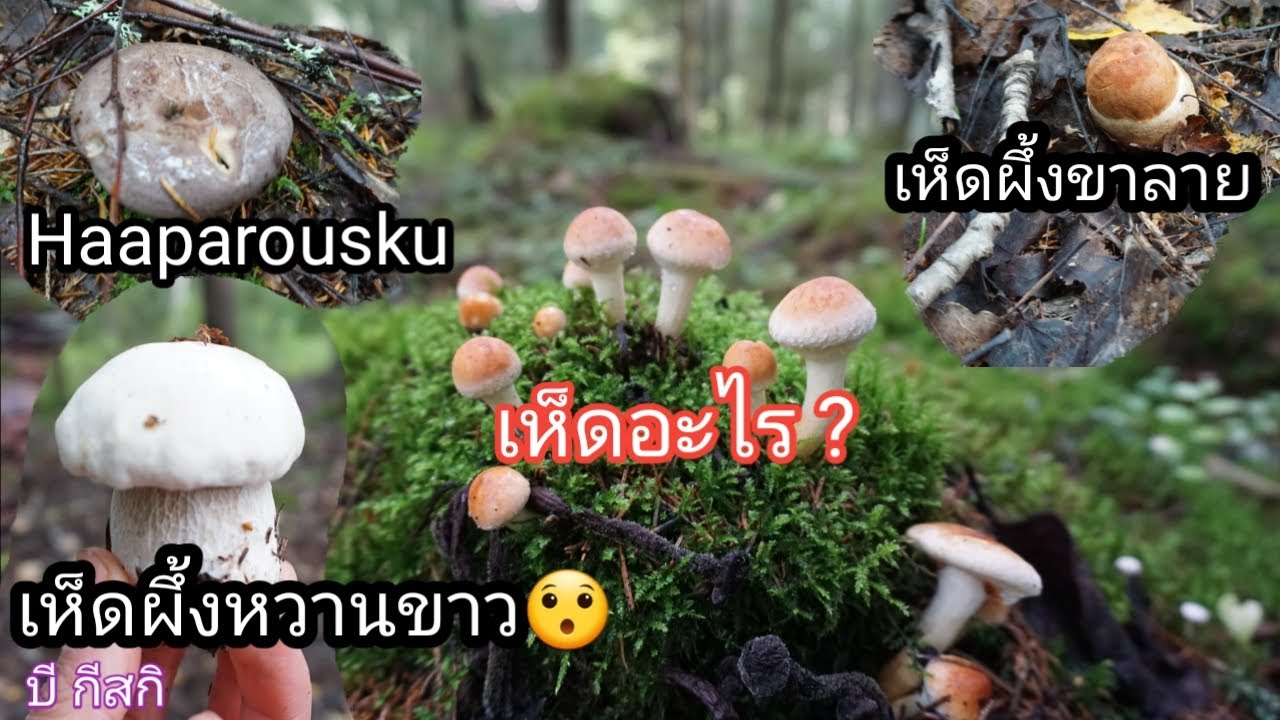 8.9.2019 เห็ดผึ้งหวานขาว🤔 เห็ดผึ้งหวานขาลาย รุ่นจิ๋ว เห็ดที่คนฟินน์นำไปทำสลัดเห็ด