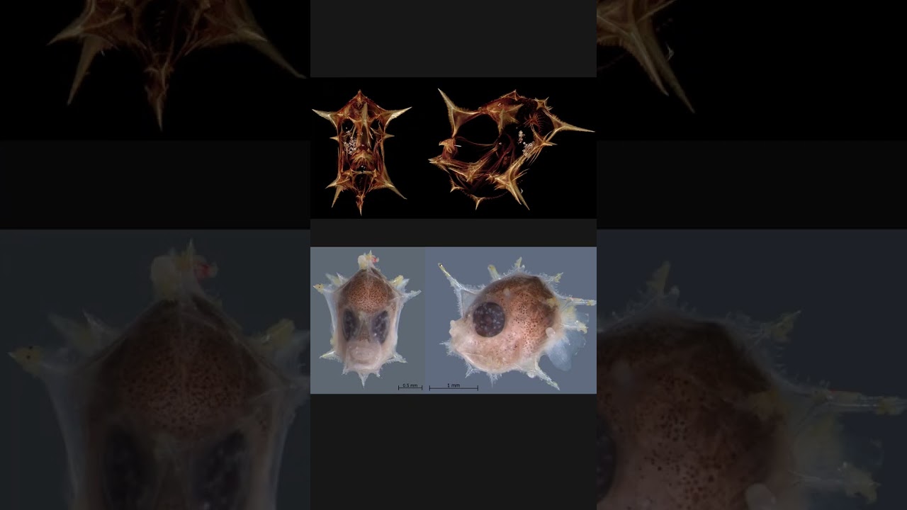Nunnally Ichthyology Collection: larval mola Ranzania