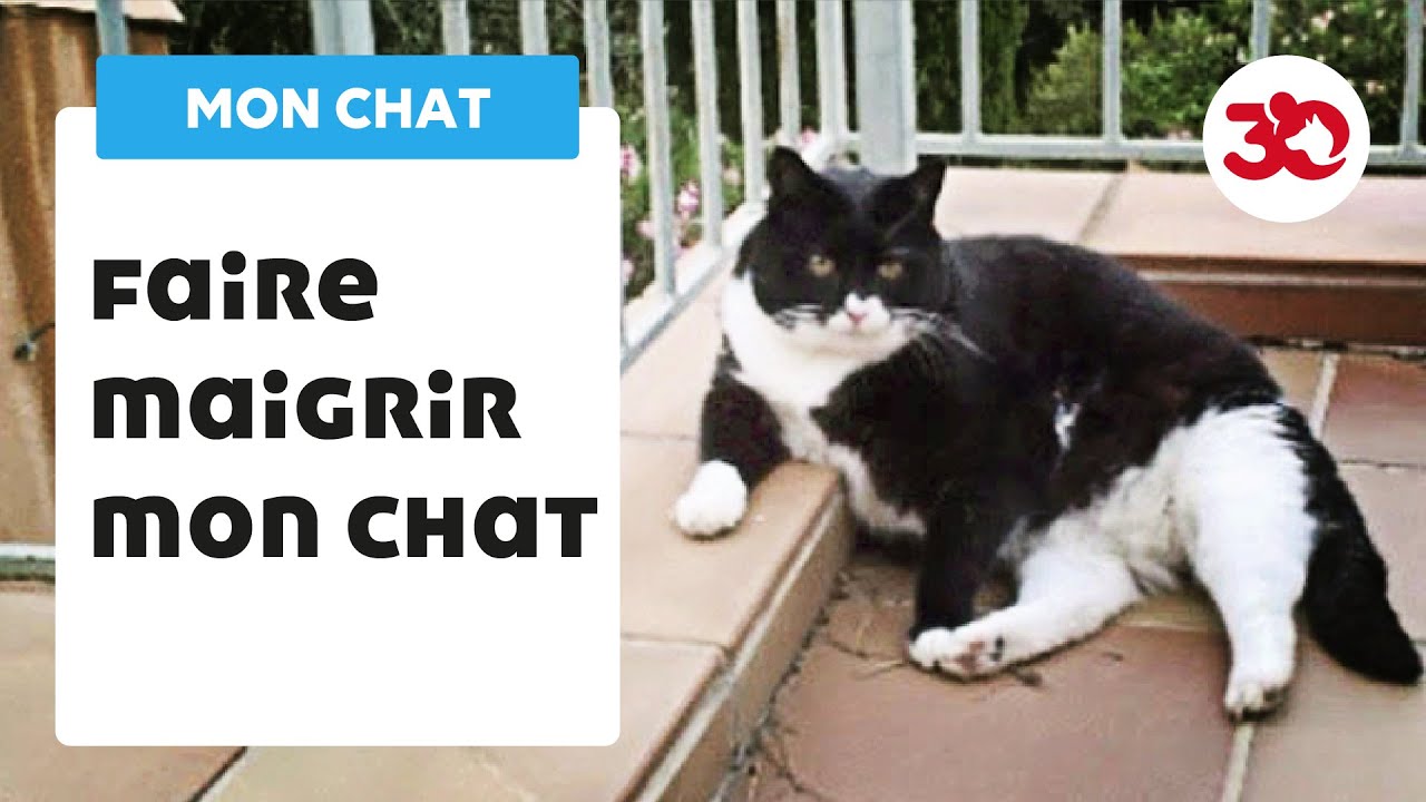 Comment faire maigrir mon chat