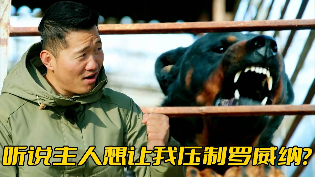 天才羅威納超級友善，訓犬師看了卻依舊打怵，自爆20歲曾被咬過大腿