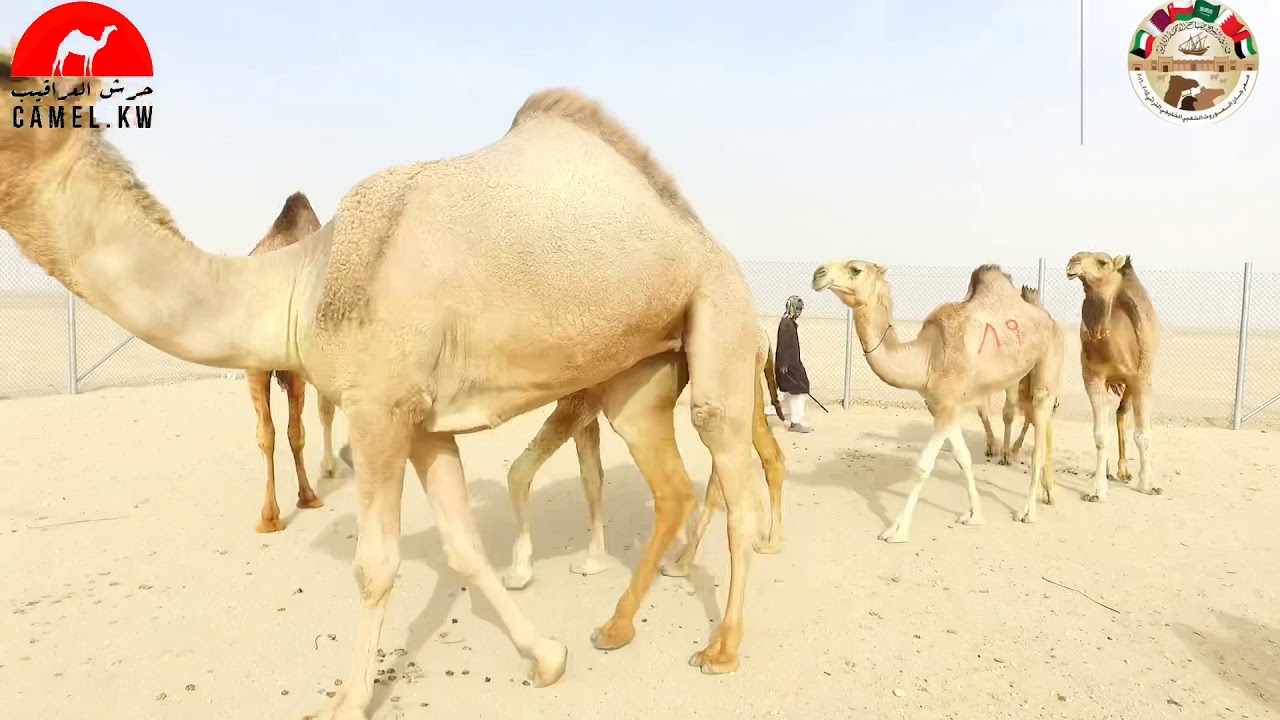 تغطية مزاين الموروث الشعبي في دولة الكويت تغطية حساب حرش العراقيب  للشوط فردي الدق حمر