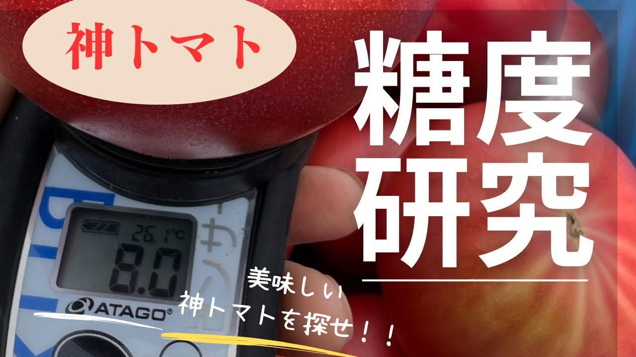 神トマトの糖度を非破壊糖度系を使って測ってみよう🍅