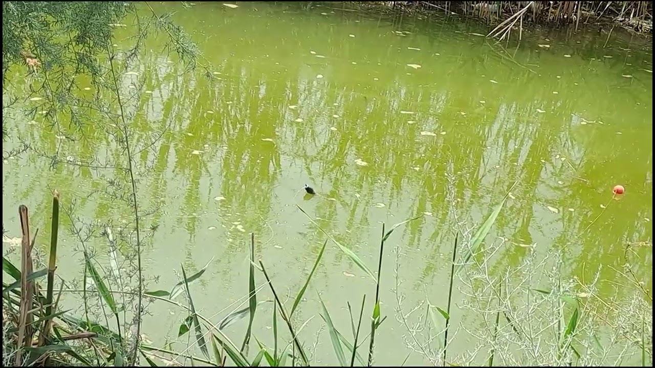 Super balıq ovu sona diqqətlə baxın.abuneni artırın g&ouml;zəl videolar gələcək 