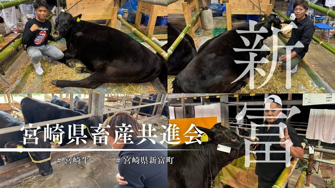 畜産の町!!新富町🐮🐷🦆畜産共進会の結果はいかに!?👀🐮