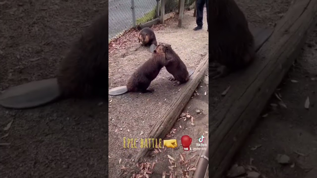 Epic bober battle #funny #meme #memes #viral #beaver #bobr #ilovepoland