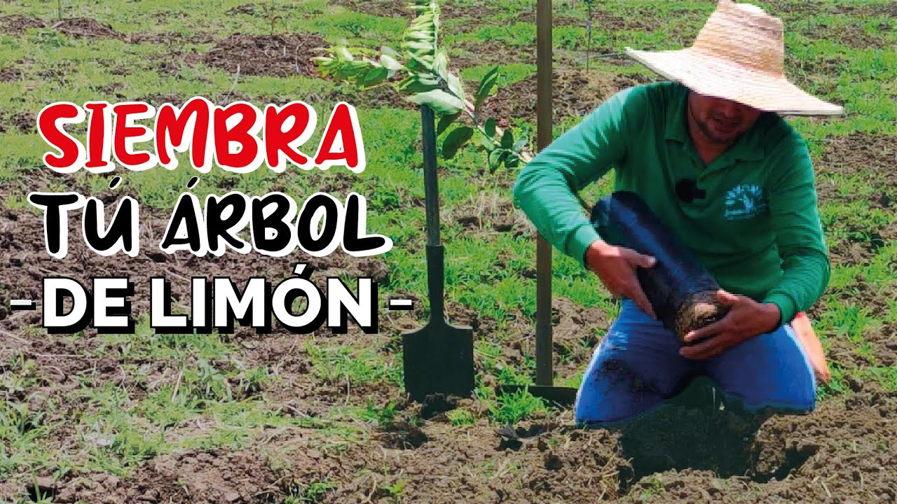 ¿Cómo SEMBRAR un LIMÓN? muy FÁCIL! herramientas y abonos 2023
