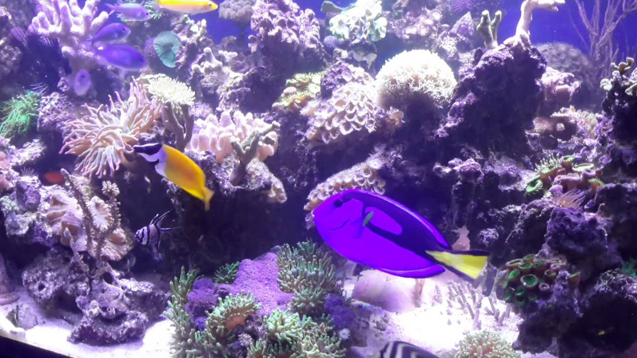 Meerwasser 500 Liter + Tunze + Jebao + China LED Peter