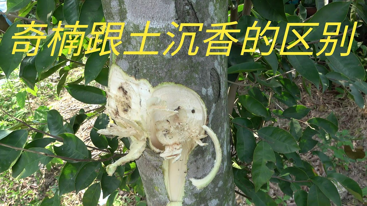 【老林赶野】老林给大家讲解一下奇楠跟土沉香的区别，还削开对比了一下