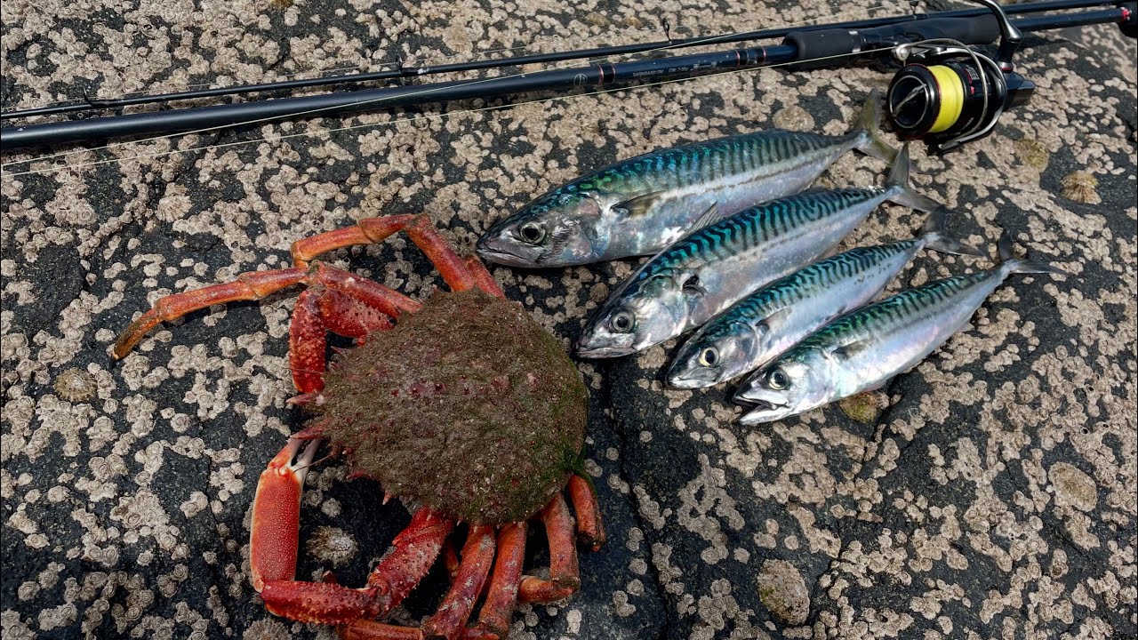 MIXED FISHING WITH LURES & BAIT | JIG FISHING FOR MACKEREL