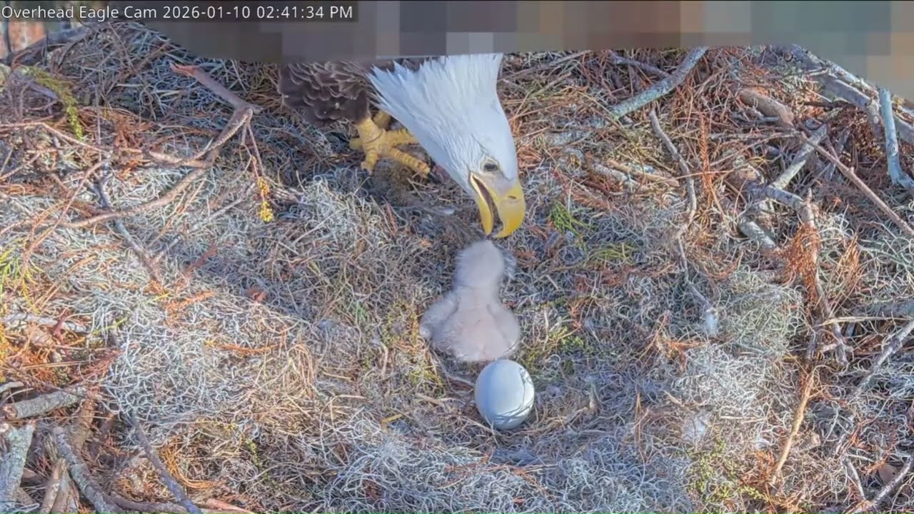 Winter Park Eagle Cam on 1/10/26 Male leaves the nest and brings back a squirrel. 1st feeding/mom