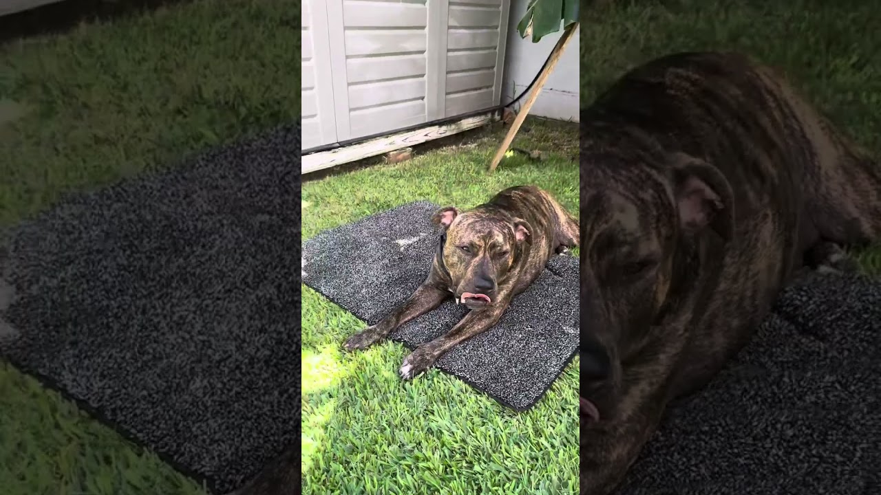 Training the Maui dogs on the place foundation