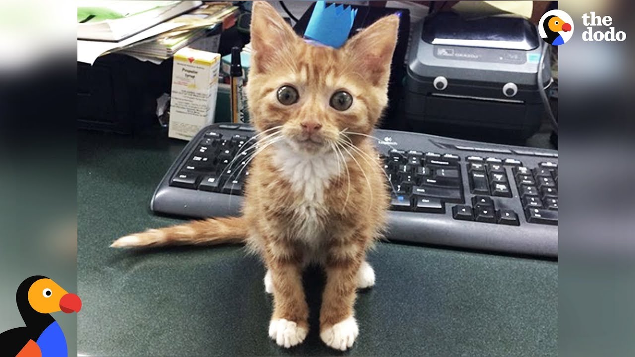Feisty Foster Kitten Doesn't Grow Bigger - WIDDLE | The Dodo