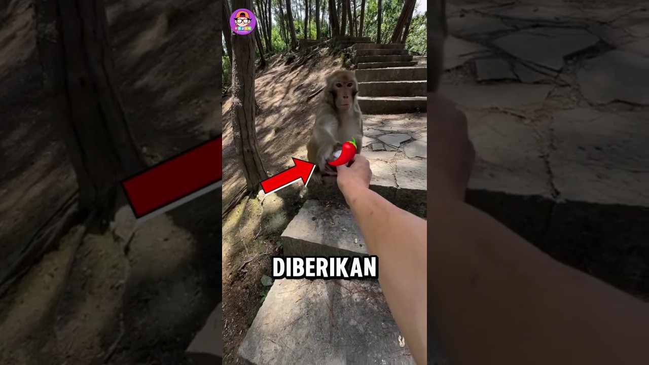 Reaksi Monyet Memakan Cabe Pedas🥵😂