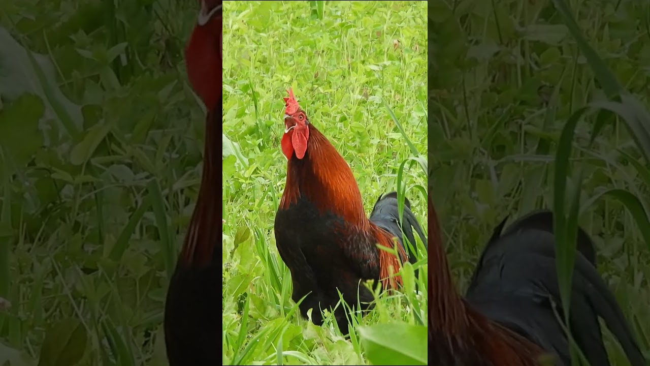 Rooster crowing compilation #animalsounds