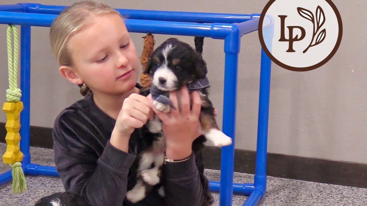 Meet Lanie's F1 Mini Bernedoodle Puppies! - The "Year-Round Excellence" Litter