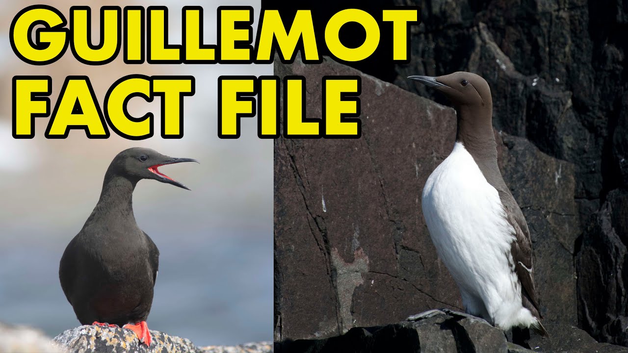 Guillemots: Fact File (British Wildlife Facts)
