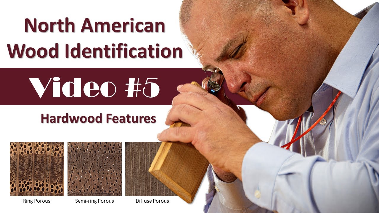 North American Wood Identification #5 - Hardwood features