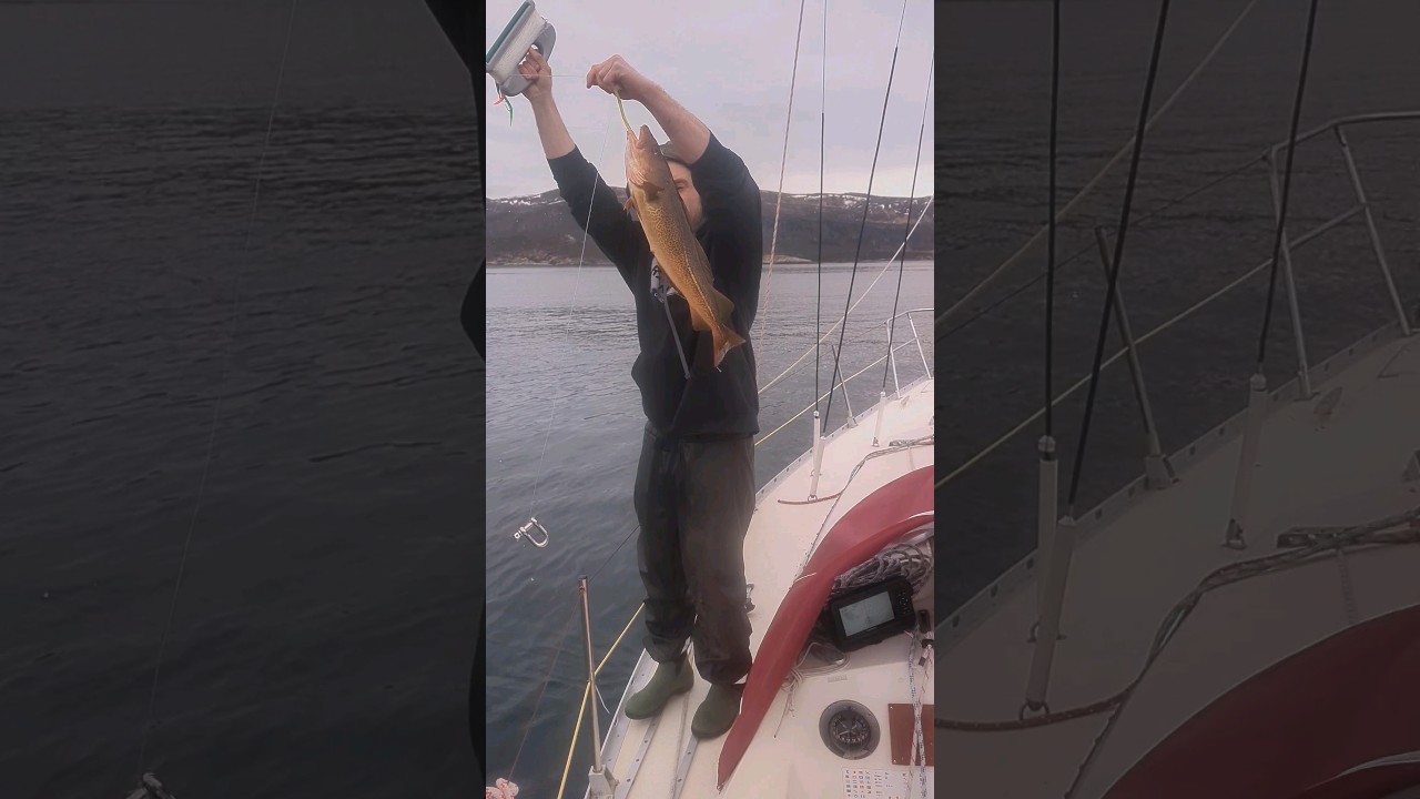 Sailing fishing in Norwegian Sea #fishing #sailing#norwaylife  #sailingboat#fishingboat#norway